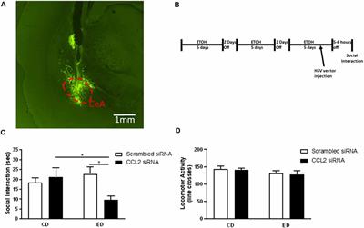 Phenotyping CCL2 Containing Central Amygdala Neurons Controlling Alcohol Withdrawal-Induced Anxiety